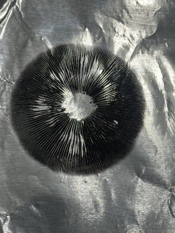 Learn how to clone mushroom spores with a DIY spore stamp.