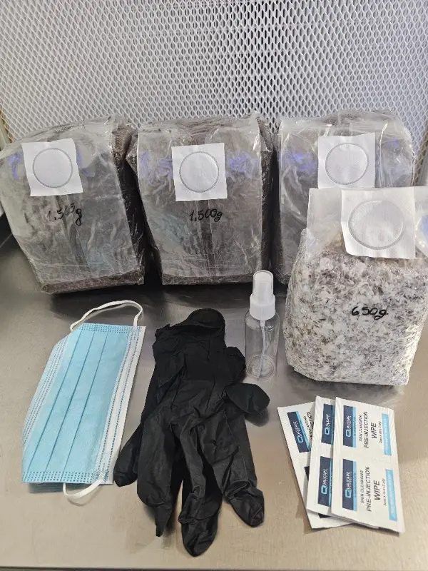 DIY Mushroom Growing Kit UK – Grow Lion’s Mane & Oyster Mushrooms at Home